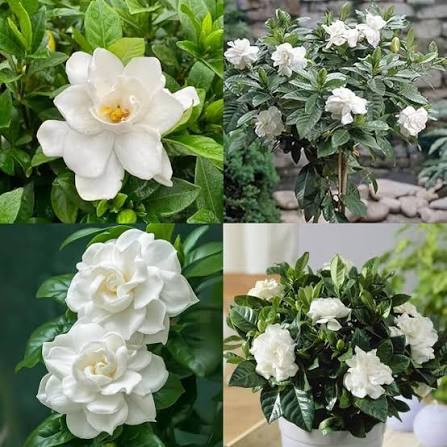 Gardenia flower seeds