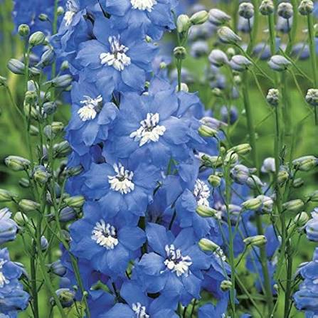 Delphinium flower seeds