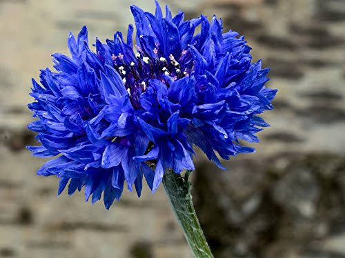 Bachelor Button flower seeds