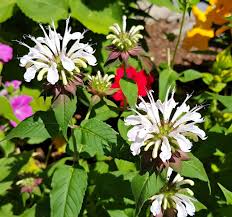 Bee Balm flower seeds
