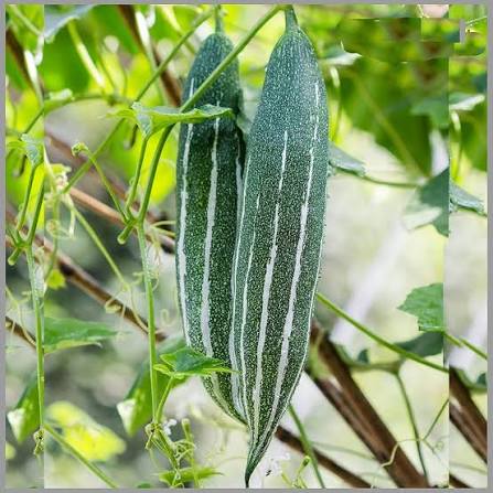 Snake Gourd Vegetable Seeds