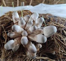 mushroom Vegetable Seeds