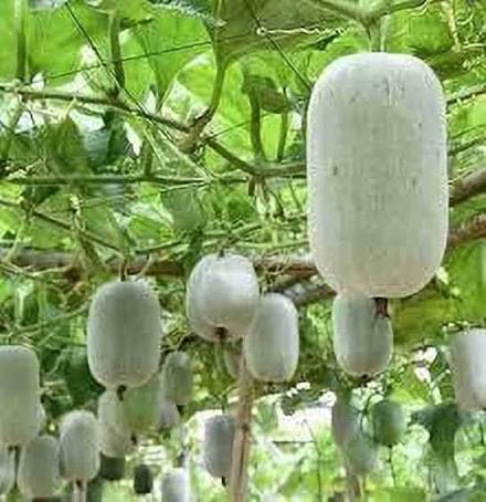Ash Gourd Vegetable Seeds