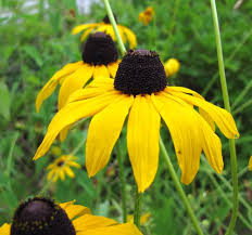 Black-Eyed Susan flower seeds