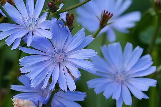 Chicory herb seeds