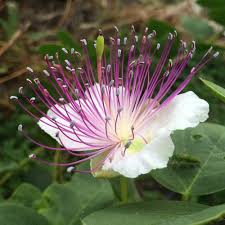 Caper seeds