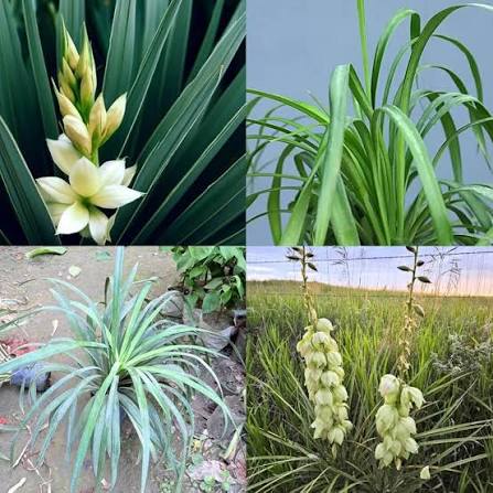 Yucca flower seeds