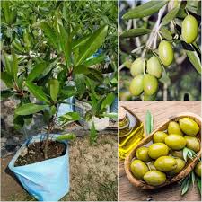 Olive tree seeds