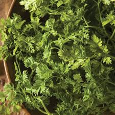 Chervil herb seeds