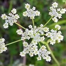 Caraway Herb Seeds