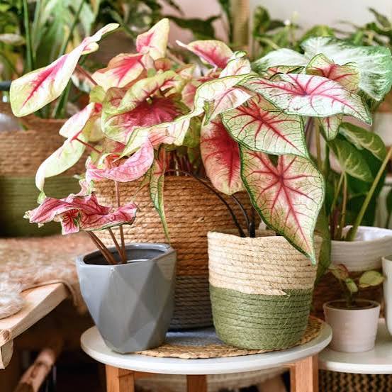 Tropical Foliage Seeds