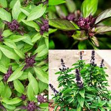 Basil Herb seeds