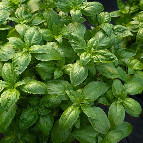 Basil seeds