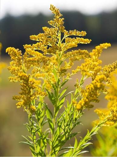 Goldenrod flower seeds