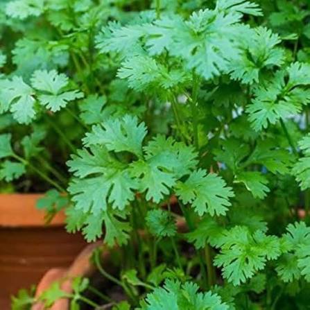 Coriander seeds