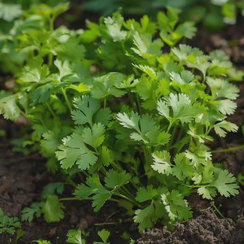 Coriander seeds