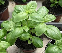 Genovese Basil seeds