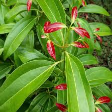 Bay Laurel herb seeds