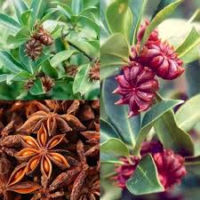 Anise Herb Seeds