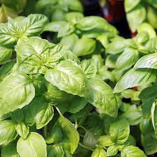 Herb Seeds