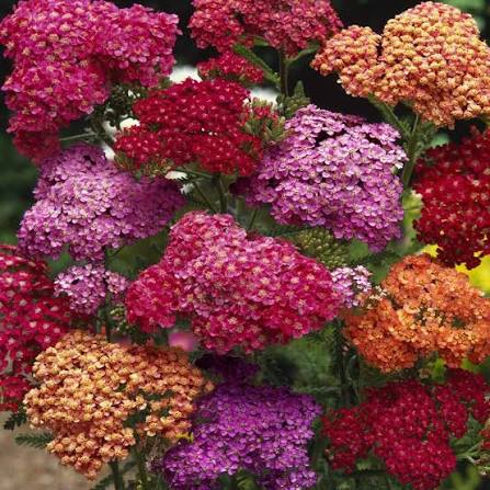 Yarrow flower seeds