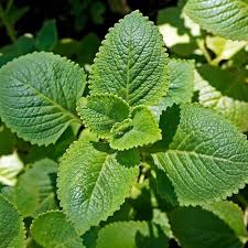 Spearmint herb seeds