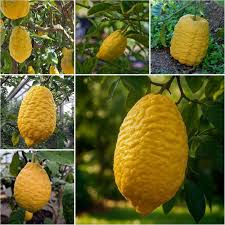 Etrog Fruit seeds