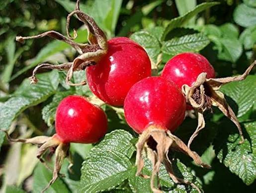 Rosehip fruit seeds
