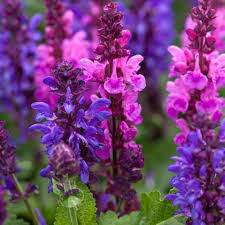 Salvia flower seeds
