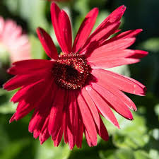 Gerbera Daisy flower seeds