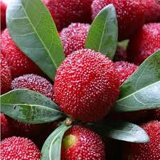 Bayberry fruit seeds