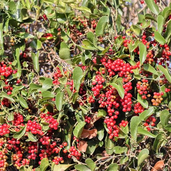 Sarsaparilla Plant Seeds