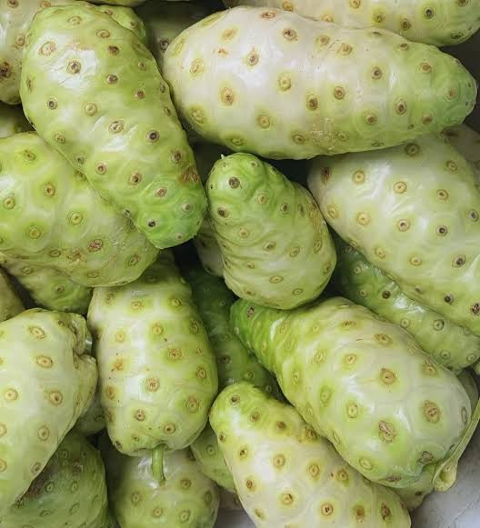 Noni Fruit Seeds