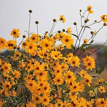 Arnica flower seeds