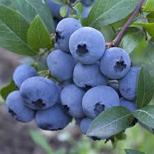 Fruit Seeds