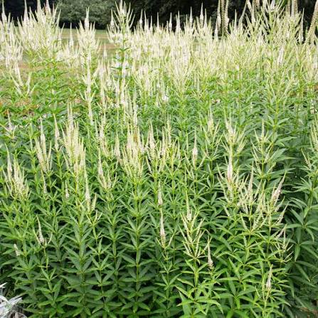 White Culver's Root Plant Seeds