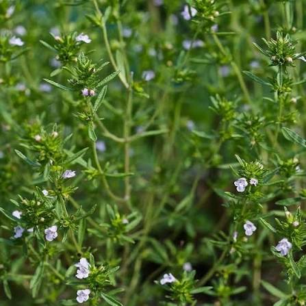 Summer Savory seeds