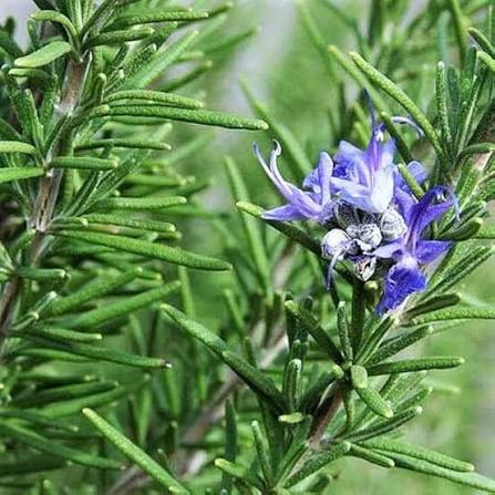 Rosemary herb seeds
