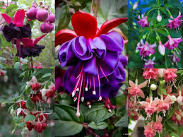 Fuchsia flower seeds