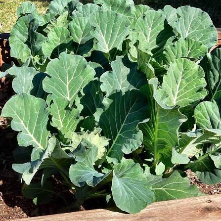 Collards Vegetable Seeds