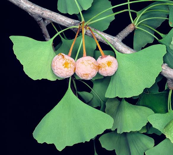 Ginkgo Biloba Seeds