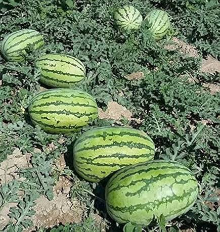 Watermelon fruit seeds