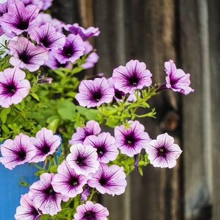 Petunia flower seeds