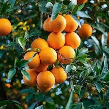 Citrus Hybrid Seeds