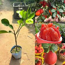 Pomelo fruit seeds