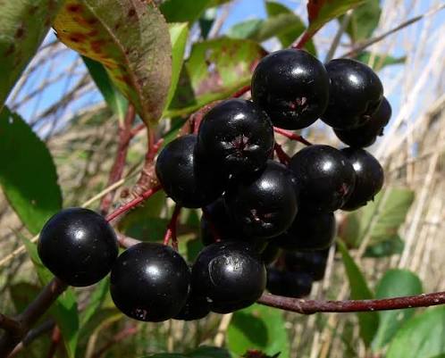 Chokeberry fruit seeds