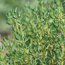 Thyme Seeds
