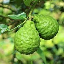 Bergamot fruit seeds