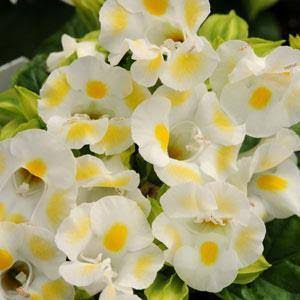 Torenia Flower seeds