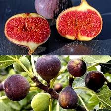 Ficus Carica fruit seeds